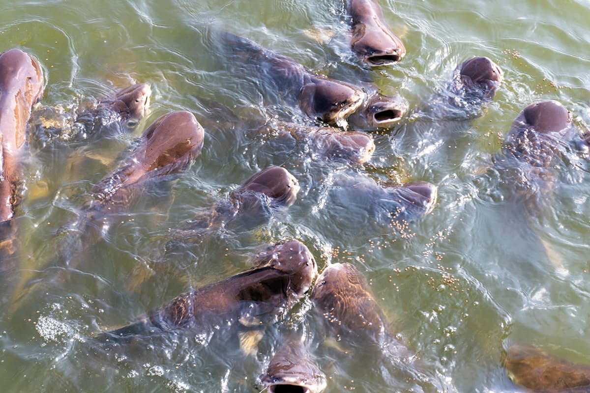 PREÇO TILÁPIA CEPEA – 09/01/2026