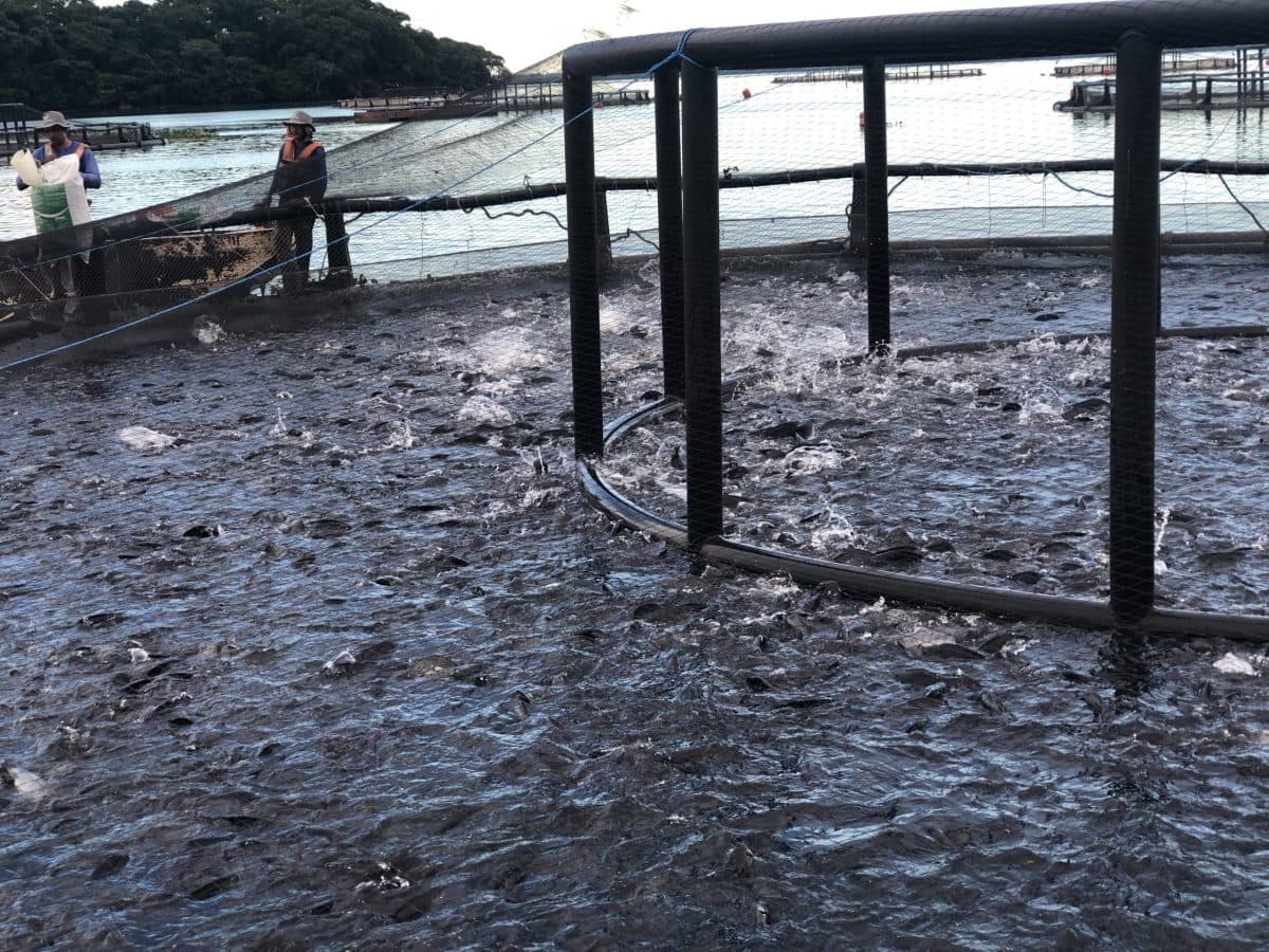 PREÇO TILÁPIA CEPEA – 02/01/2026