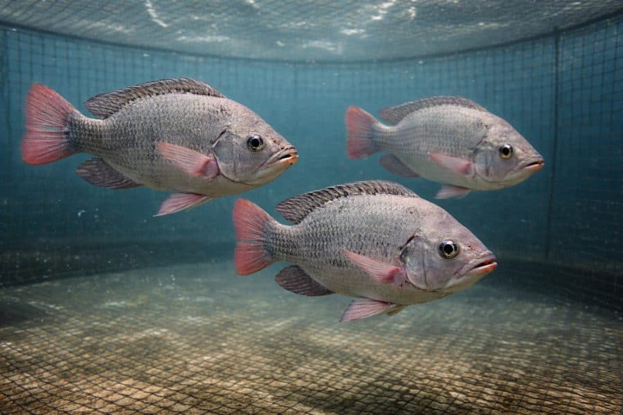 piscicultura