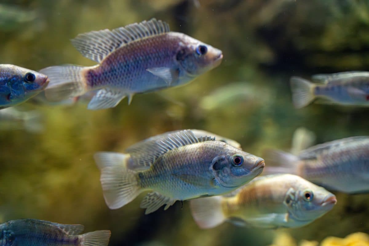 PEIXE BR apresenta demandas da tilapicultura ao Governo de Mato Grosso do Sul