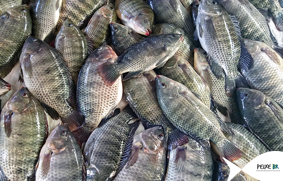 O Brasil Rural entrevistou Francisco Medeiros,  presidente executivo da Peixe BR, sobre o II Encontro Noruega-Brasil de Aquicultura