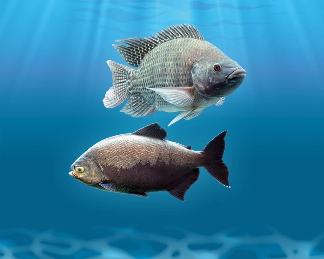 Peixebr Tilapia Tambaqui Foto Home Peixebr Tilapia Tambaqui Foto Home
