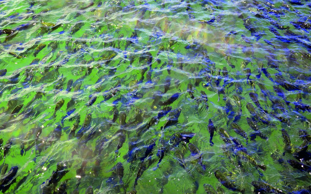 Mais de 200 participantes no IV Encontro Noruega-Brasil de Aquicultura