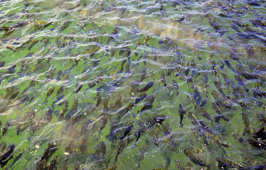 Secretaria Especial de Aquicultura e Pesca autoriza 48 projetos de peixes de cultivo em águas da União