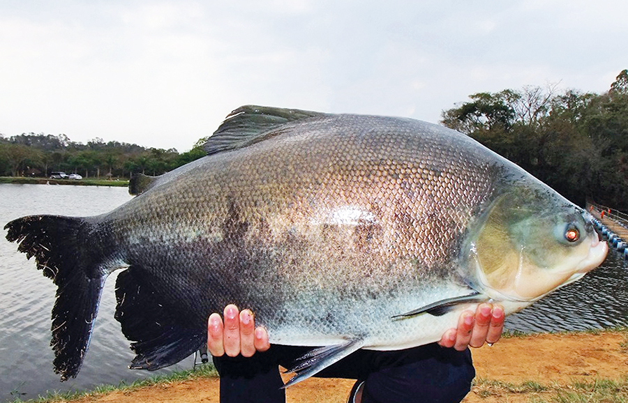 Atenção à escolha dos peixes. Eles precisam estar frescos!