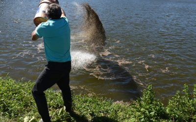 Criação de tilápia na bacia do Rio Uruguai é liberada após 15 anos de proibição
