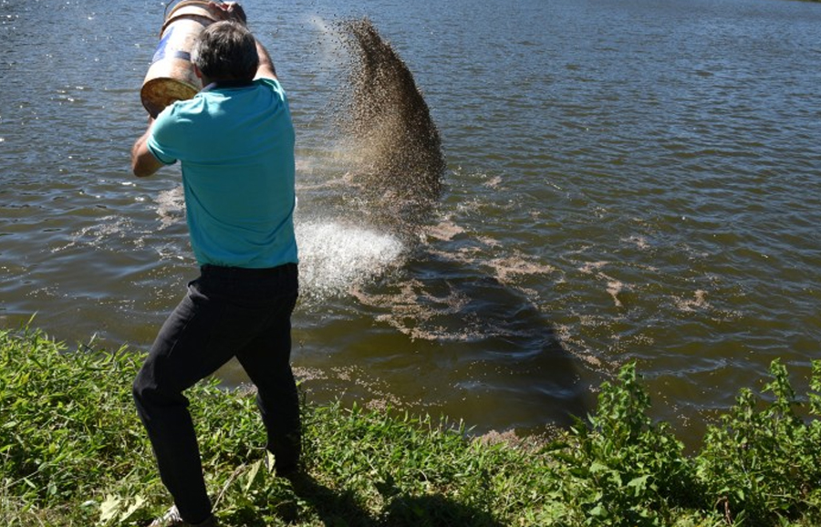 Criação de tilápia na bacia do Rio Uruguai é liberada após 15 anos de proibição