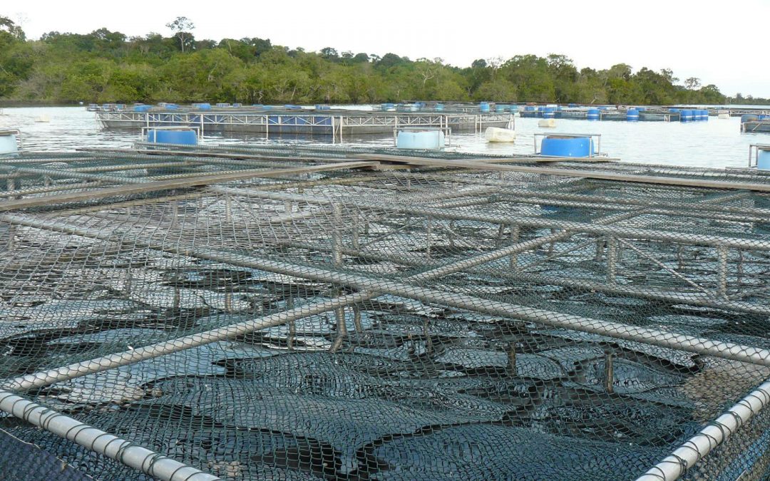 Piscicultor brasileiro não precisa mais apresentar RGP (Registro Geral da Atividade Pesqueira), define CMN