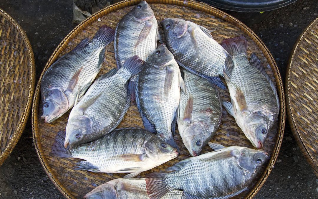 Definição dos aditivos alimentares para pescado aumentará oferta de produtos derivados
