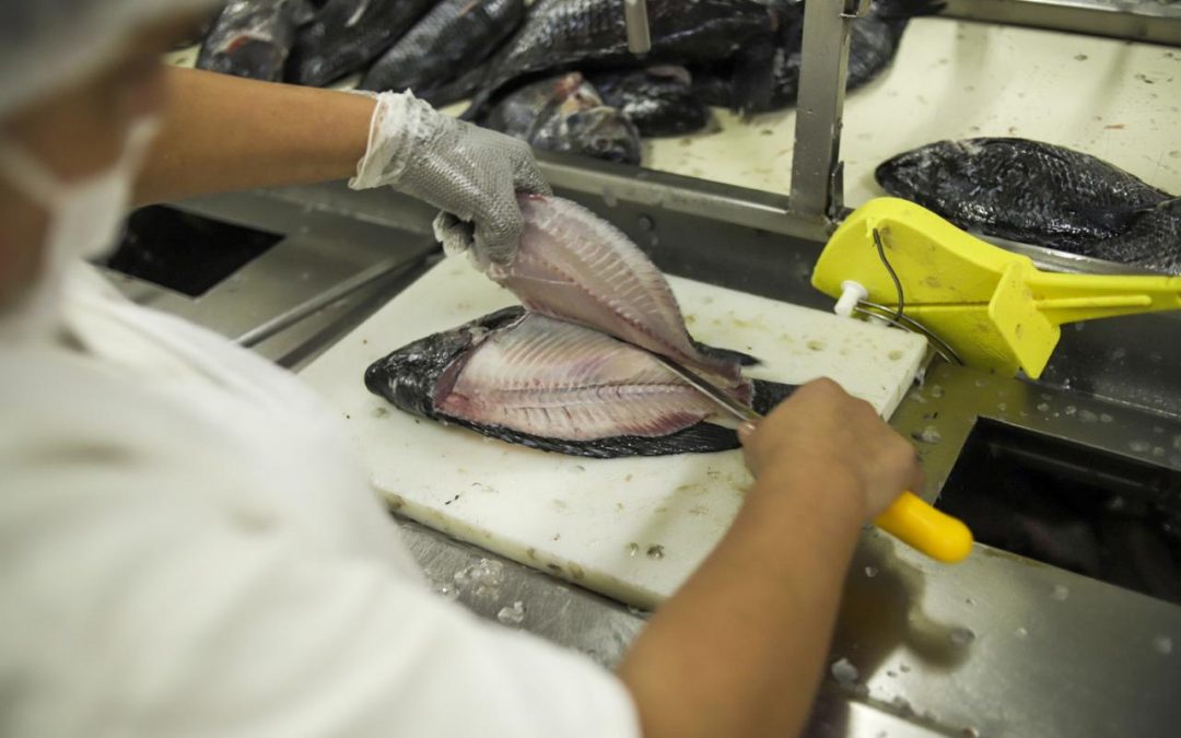 Tilápia brasileira avança no mercado norte-americano