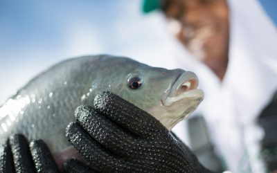 Aquicultores do Pará são beneficiados com projeto de lei