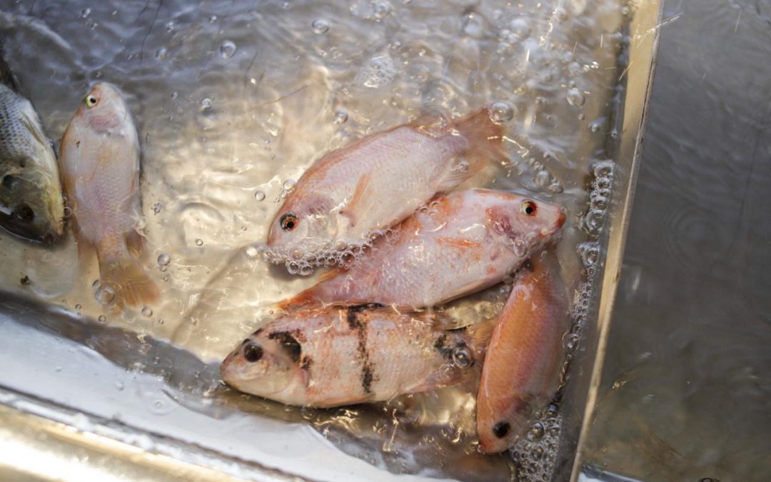 Peixe BR cria comitê para enfrentar desafios sanitários do setor