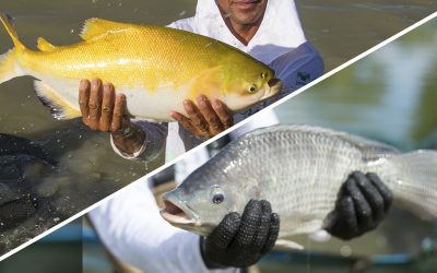 Peixe BR cria comitês de Tilápia e Peixes Nativos para fortalecer desenvolvimento da piscicultura brasileira