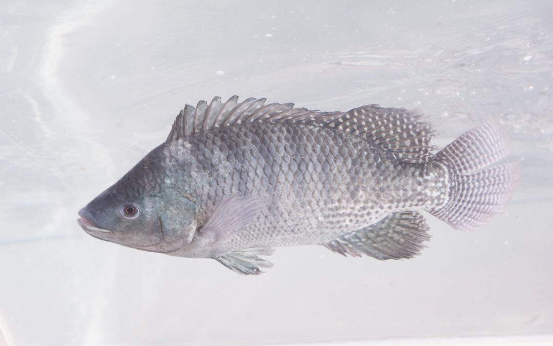 Tilápia não ameaça espécies nativas e contribui para geração de renda e alimentos, de maneira sustentável, aponta artigo da revista Science