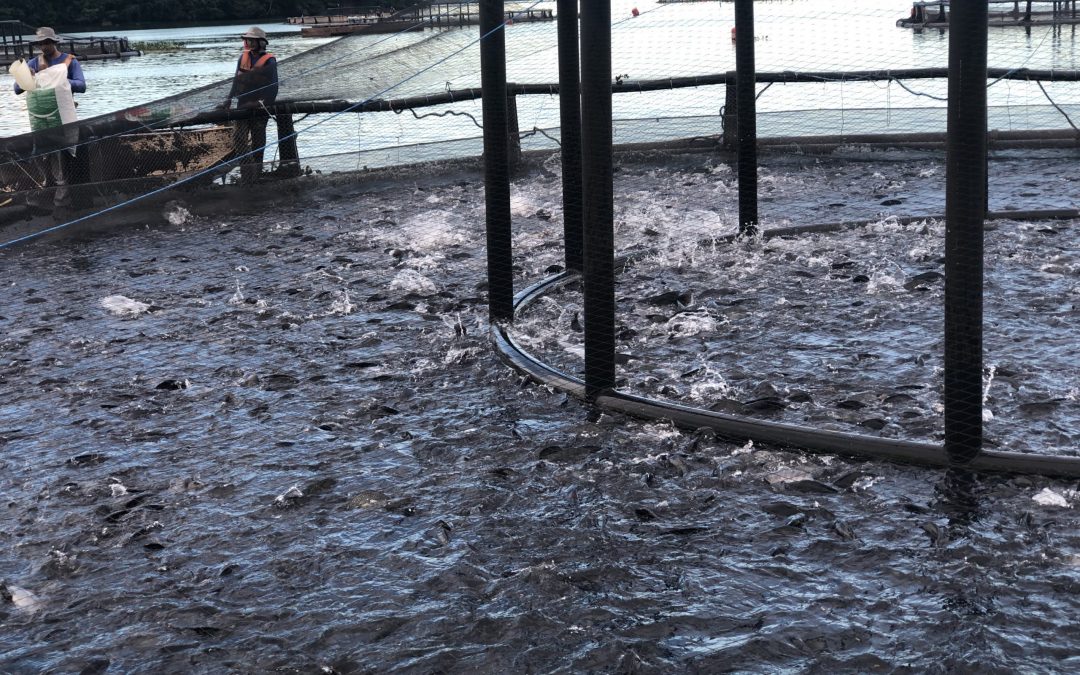 Piscicultura pede isenção de PIS/COFINS na ração para enfrentar aumento explosivo da soja e milho