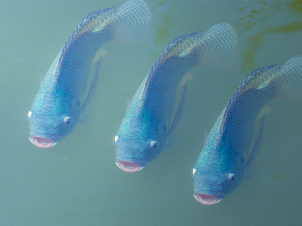 Como melhorar a produtividade e os parâmetros de saúde dos peixes no inverno