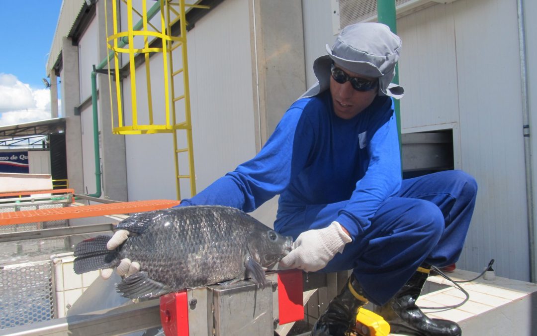 Peixe BR e APEX avançam negociação para presença dos peixes de cultivo no mercado internacional