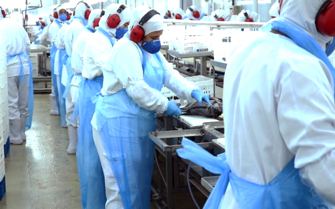 Piscicultura exporta 158% mais em junho e 83% no 2º trimestre. Paraná lidera