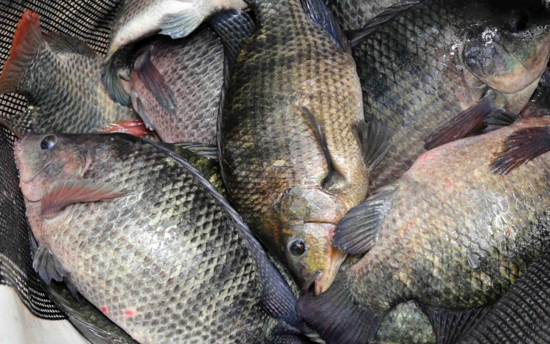 Preço médio da tilápia ao produtor em SP está em R$ 6,76/kg e no Paraná entre R$ 6,77 e R$ 7,41/kg, mostra levantamento do CEPEA