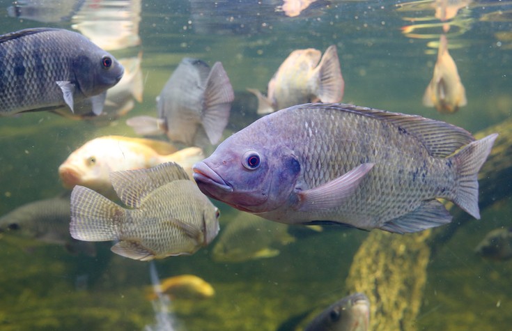 Lei do autocontrole, aprovada pelo Senado, é avanço para o agronegócio, diz Peixe BR